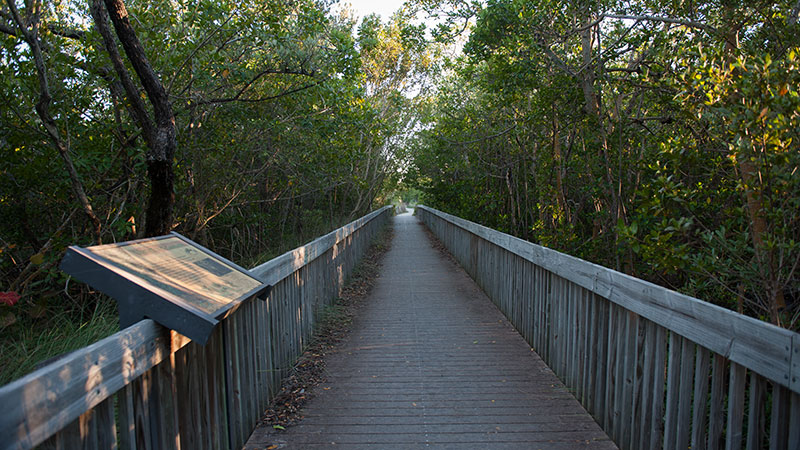 A walking bridge in a tranquil park
