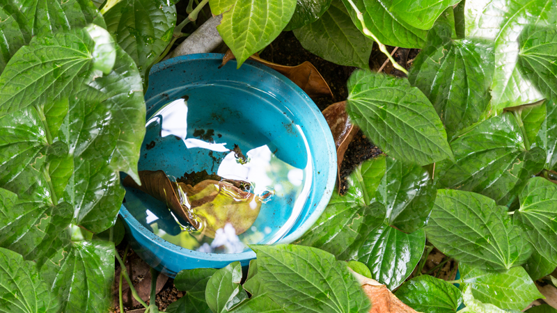 Image of a blue bucket filled with water sitting on the ground among shrubbery 
