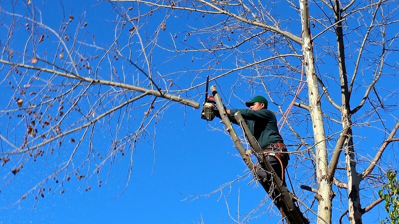 Person pruning tree branches.