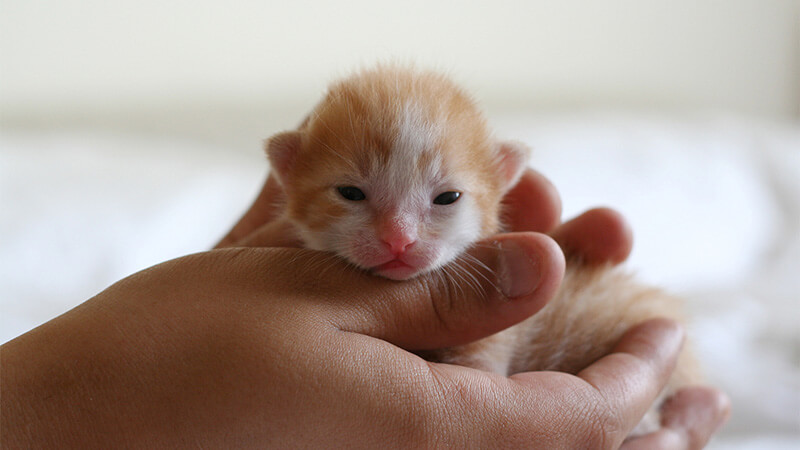 Newborn kitten being held