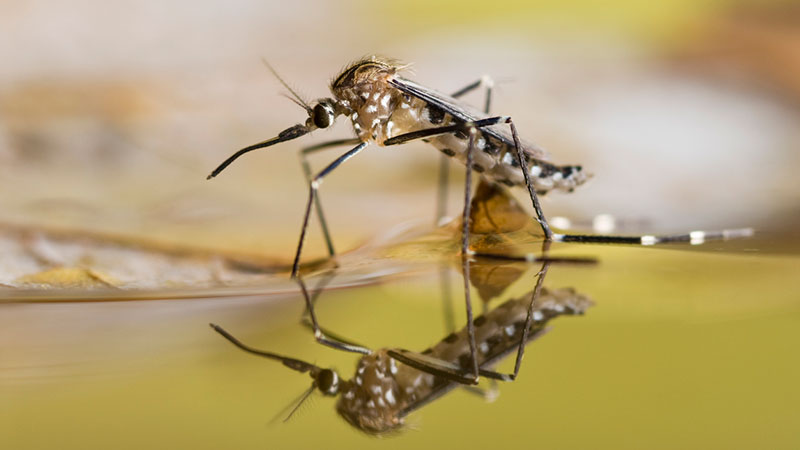 Mosquito up close image