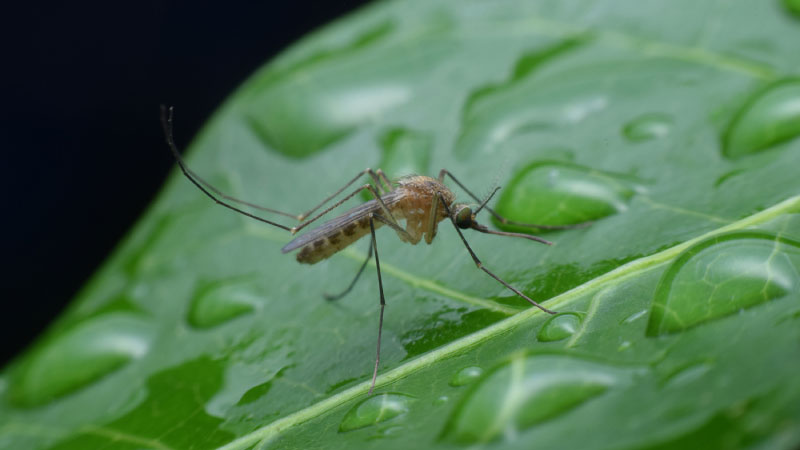 Mosquito on leaf with water droplets
