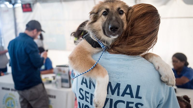 MiamiDade County News Volunteer at Animal Services